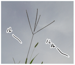 The weed sticker #13772773