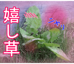 The weed sticker #13772774