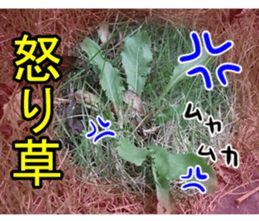 The weed sticker #13772776