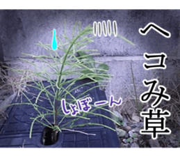 The weed sticker #13772777