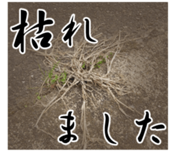 The weed sticker #13772778