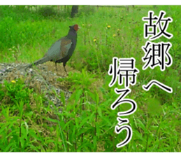 The weed sticker #13772782