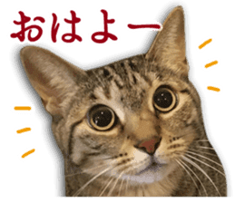 TSUKUNE the Calico Cat and Pencoro sticker #13773039