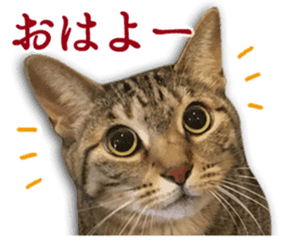 TSUKUNE the Calico Cat and Pencoro sticker #13773039