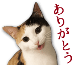 TSUKUNE the Calico Cat and Pencoro sticker #13773040