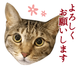 TSUKUNE the Calico Cat and Pencoro sticker #13773041
