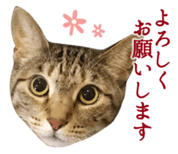 TSUKUNE the Calico Cat and Pencoro sticker #13773041