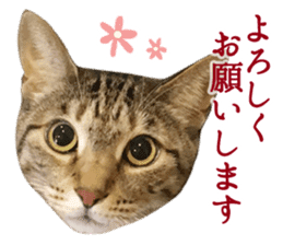 TSUKUNE the Calico Cat and Pencoro sticker #13773041