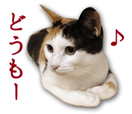 TSUKUNE the Calico Cat and Pencoro sticker #13773042