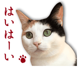 TSUKUNE the Calico Cat and Pencoro sticker #13773043