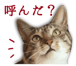 TSUKUNE the Calico Cat and Pencoro sticker #13773044