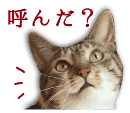 TSUKUNE the Calico Cat and Pencoro sticker #13773044