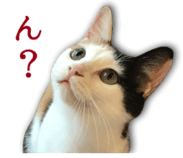 TSUKUNE the Calico Cat and Pencoro sticker #13773045