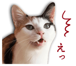 TSUKUNE the Calico Cat and Pencoro sticker #13773046