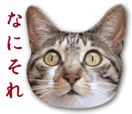 TSUKUNE the Calico Cat and Pencoro sticker #13773047