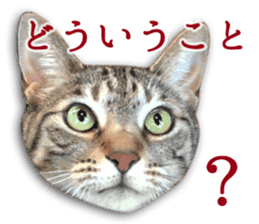 TSUKUNE the Calico Cat and Pencoro sticker #13773048