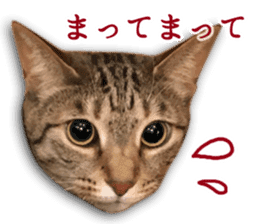 TSUKUNE the Calico Cat and Pencoro sticker #13773049
