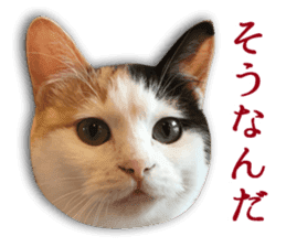 TSUKUNE the Calico Cat and Pencoro sticker #13773050
