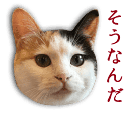 TSUKUNE the Calico Cat and Pencoro sticker #13773050