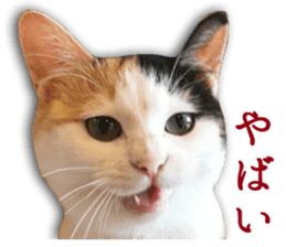 TSUKUNE the Calico Cat and Pencoro sticker #13773052