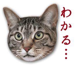 TSUKUNE the Calico Cat and Pencoro sticker #13773053