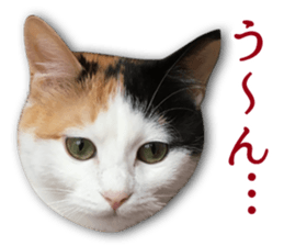 TSUKUNE the Calico Cat and Pencoro sticker #13773054