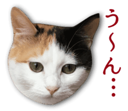 TSUKUNE the Calico Cat and Pencoro sticker #13773054