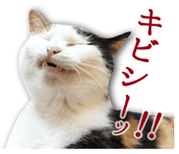 TSUKUNE the Calico Cat and Pencoro sticker #13773055