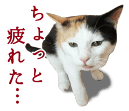 TSUKUNE the Calico Cat and Pencoro sticker #13773057