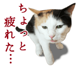 TSUKUNE the Calico Cat and Pencoro sticker #13773057