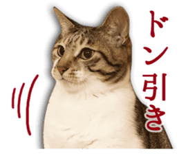 TSUKUNE the Calico Cat and Pencoro sticker #13773058