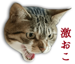 TSUKUNE the Calico Cat and Pencoro sticker #13773061