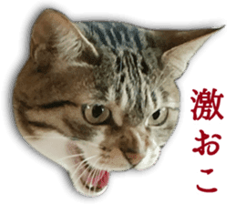 TSUKUNE the Calico Cat and Pencoro sticker #13773061
