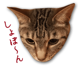 TSUKUNE the Calico Cat and Pencoro sticker #13773062