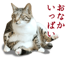 TSUKUNE the Calico Cat and Pencoro sticker #13773065