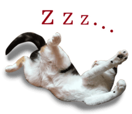 TSUKUNE the Calico Cat and Pencoro sticker #13773067