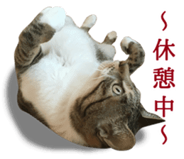 TSUKUNE the Calico Cat and Pencoro sticker #13773069