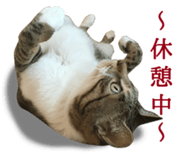 TSUKUNE the Calico Cat and Pencoro sticker #13773069