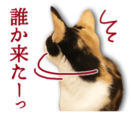 TSUKUNE the Calico Cat and Pencoro sticker #13773070