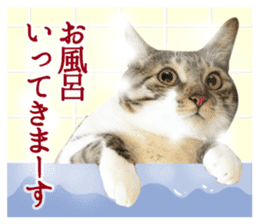 TSUKUNE the Calico Cat and Pencoro sticker #13773071