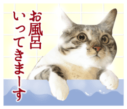 TSUKUNE the Calico Cat and Pencoro sticker #13773071