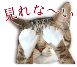 TSUKUNE the Calico Cat and Pencoro sticker #13773072