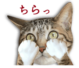 TSUKUNE the Calico Cat and Pencoro sticker #13773073