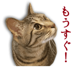 TSUKUNE the Calico Cat and Pencoro sticker #13773076