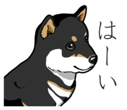 Wanko-Biyori Puppy of Black Shiba Inu sticker #13773325