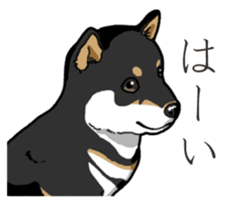 Wanko-Biyori Puppy of Black Shiba Inu sticker #13773325