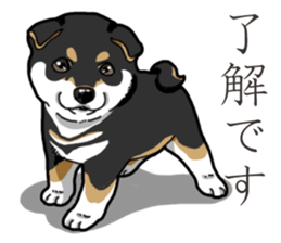 Wanko-Biyori Puppy of Black Shiba Inu sticker #13773326