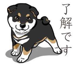 Wanko-Biyori Puppy of Black Shiba Inu sticker #13773326