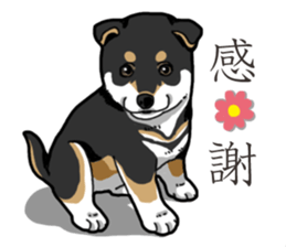 Wanko-Biyori Puppy of Black Shiba Inu sticker #13773327