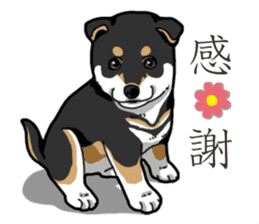 Wanko-Biyori Puppy of Black Shiba Inu sticker #13773327